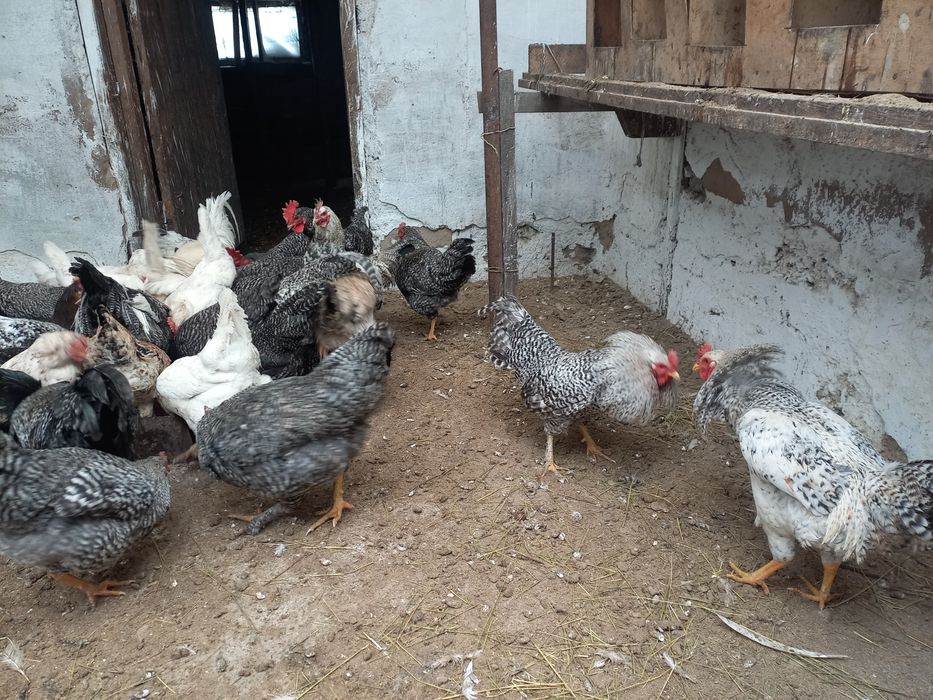 Петушки молодые.