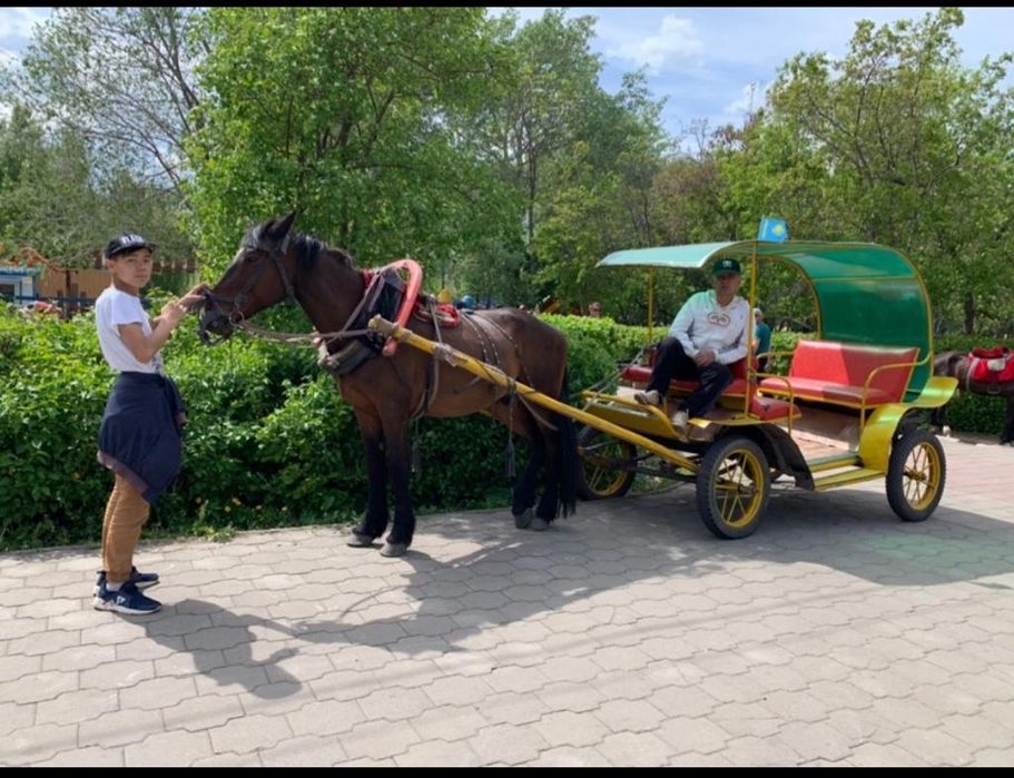 Продам супер лошадь обученный ,