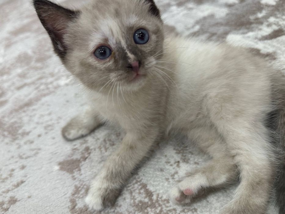 Котенок маленький