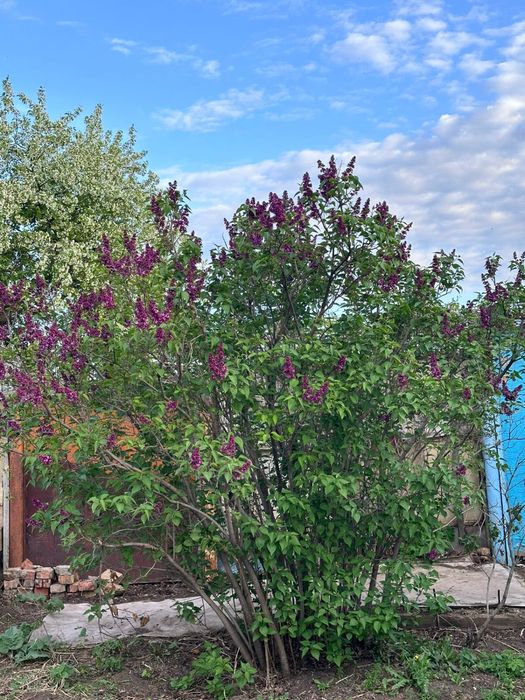 Дача в городе! 6 соток! ……………