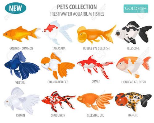 Большие ассортимент рыбков
