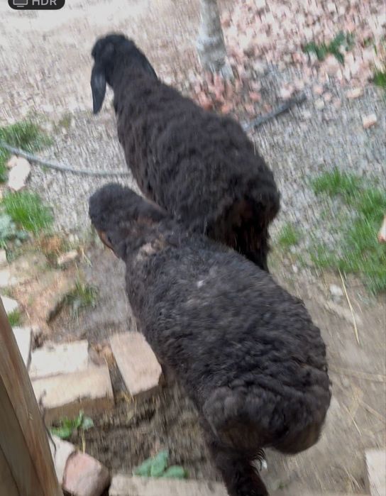 Қой токты сатылады