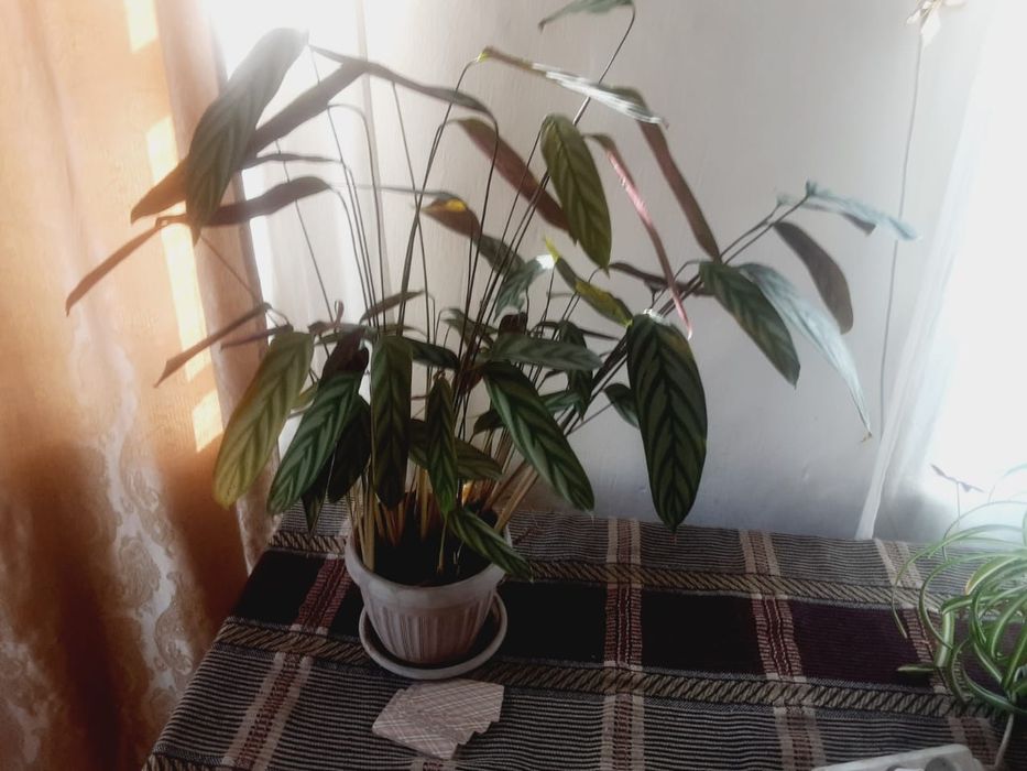 Продам автокресло детское б.у