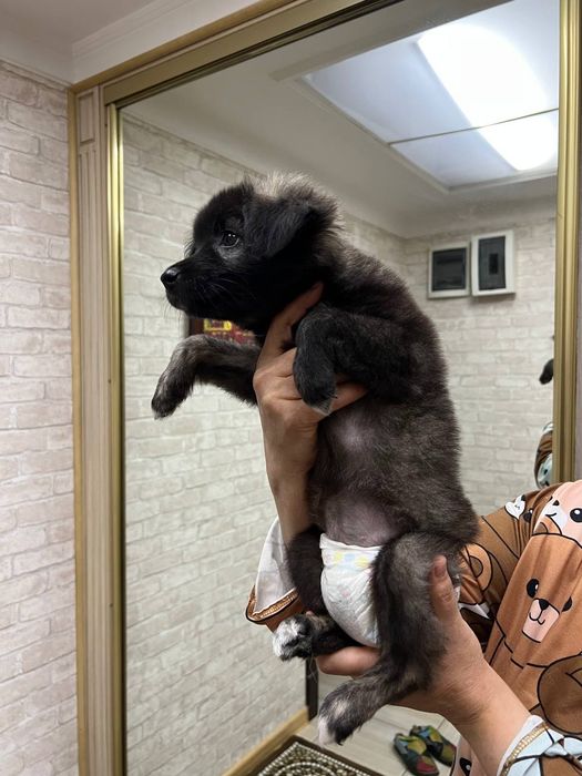 Щенок в добрые руки!