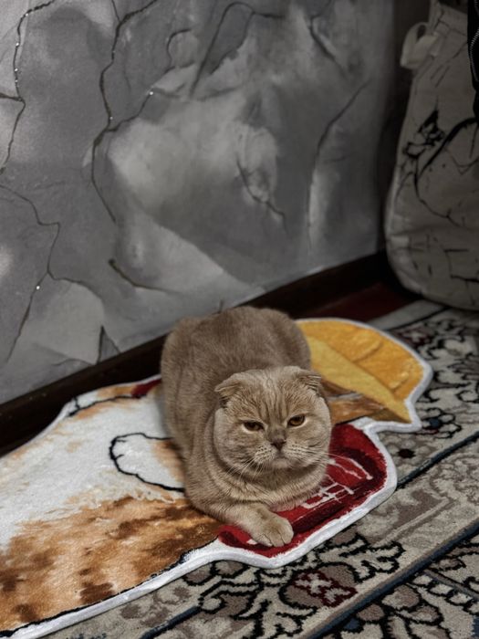 Кот Скотиш фолд мальчик