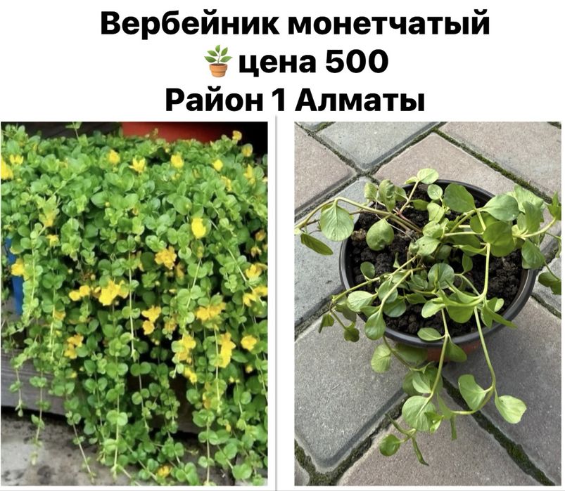 Хоста, садовые цветы