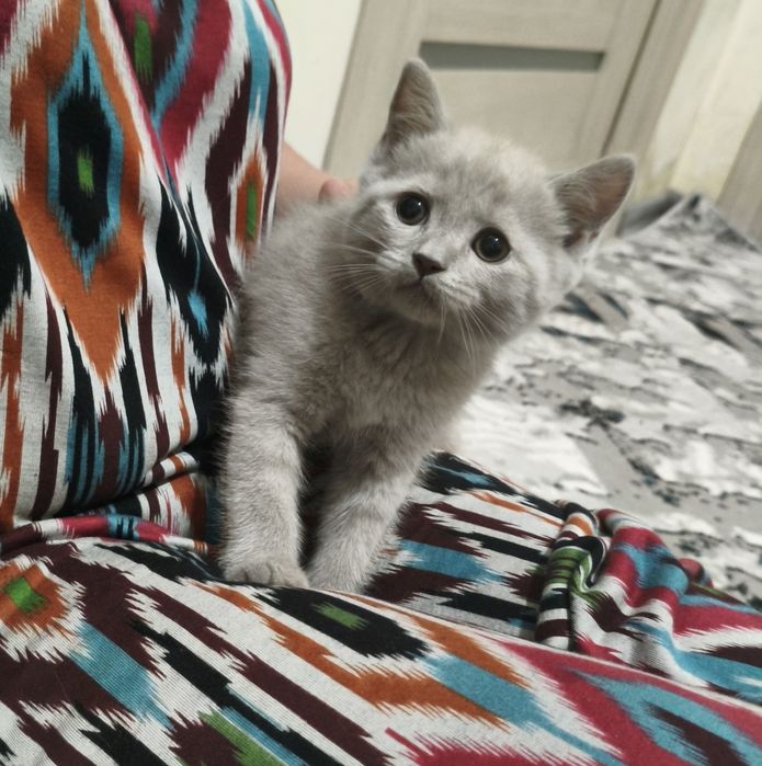 Шотландские лиловые котята