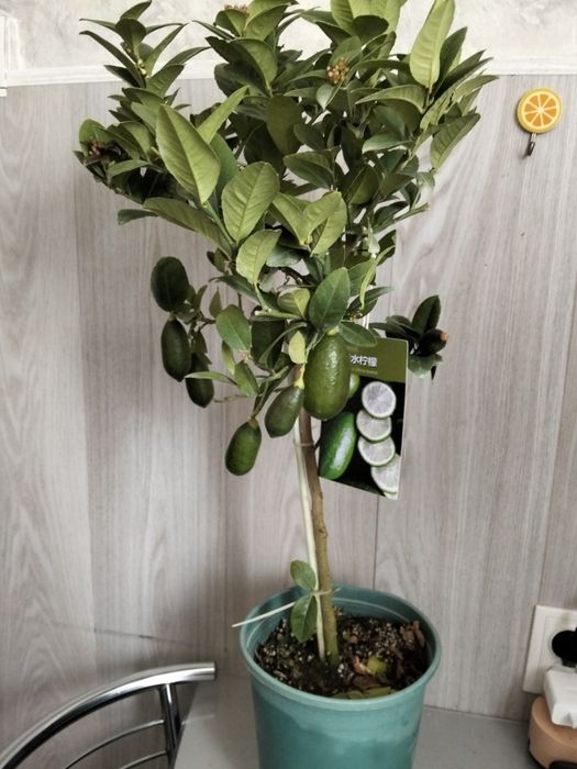 Продам  цитрус лаим