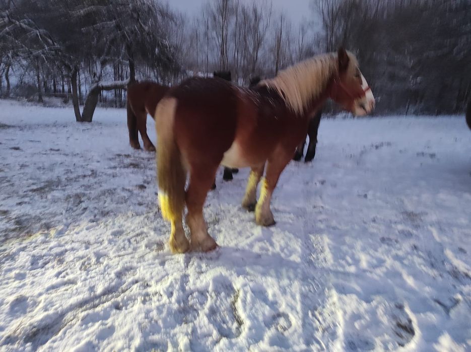 Mânz șarg semigreu