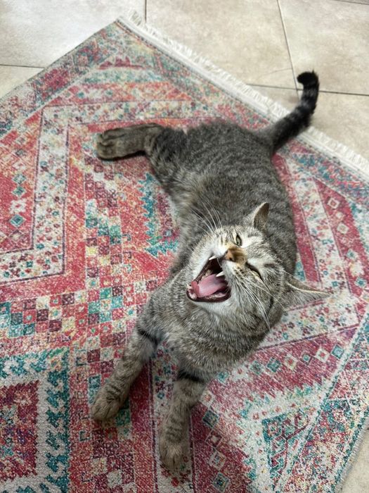 Отдам в хорошое руки