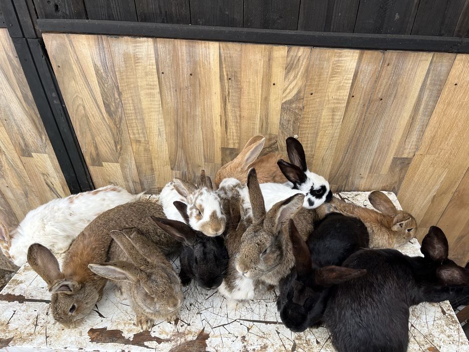 iepuri maturi si tineret