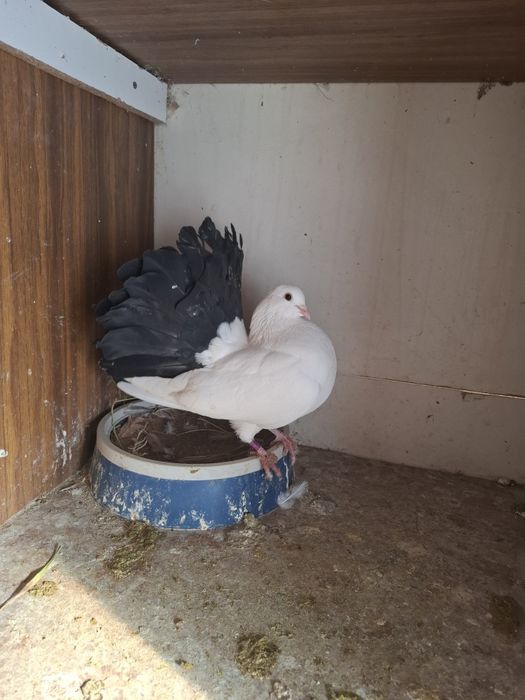 Голуби павлины на обмен