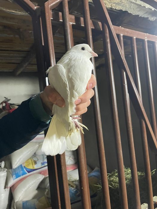 Билитын кептер сатылады