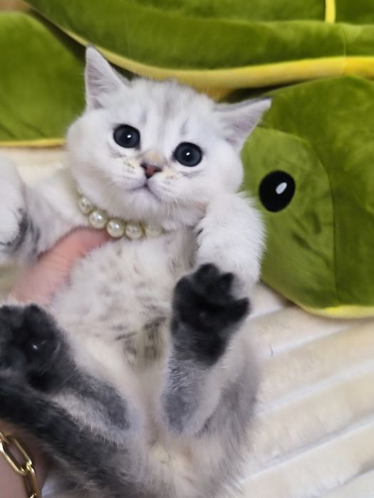 Котята чистокровные мимишки