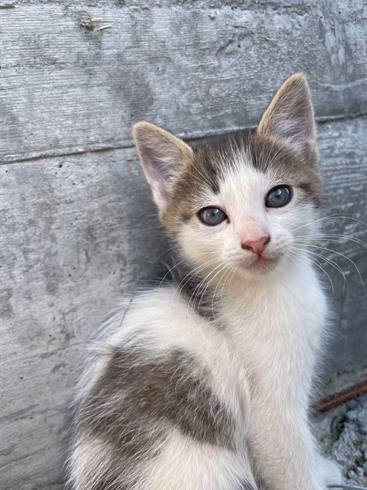 Подаряват се малки котенца