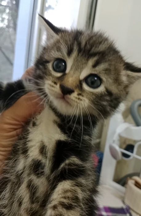 Отдам котят в добрые руки
