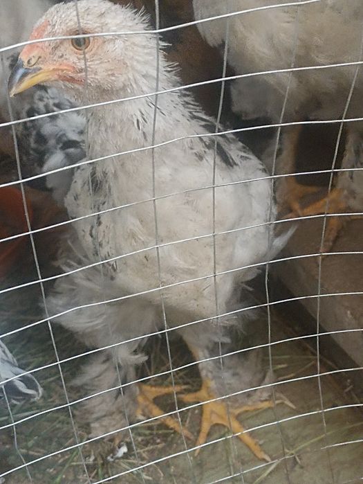 Продам цыплят гигант брамма