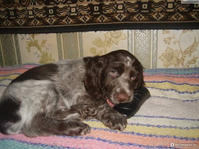 Шикарные щенки английского кокер спаниеля