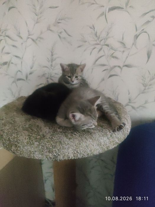 Милые котята продажа