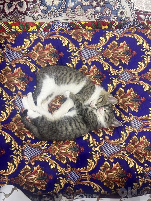мушикчалар пишиклар