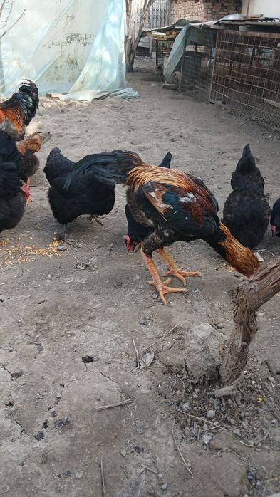 Дакан хуроз ва товук