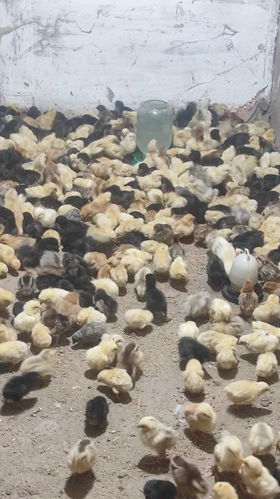 Цыплята суточные домашние