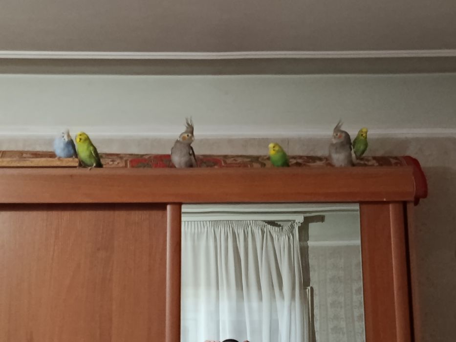 Пара карелл с клеткой