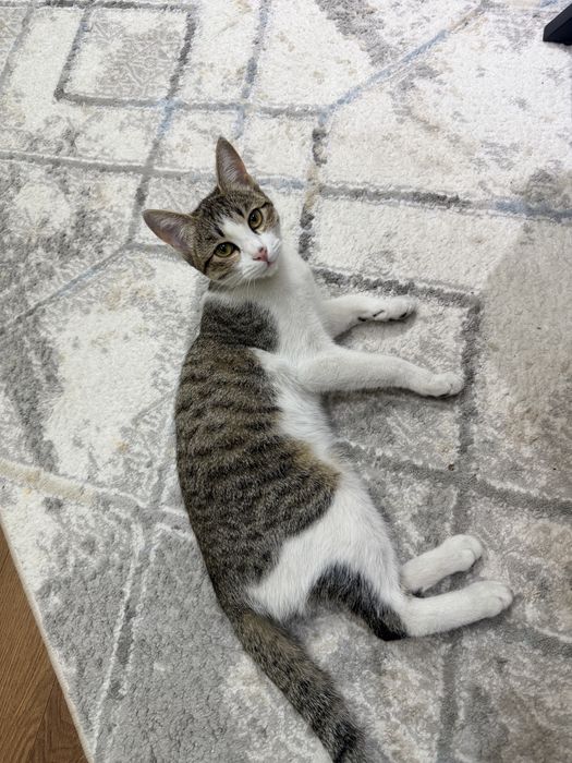 Отдам в добрые руки котенка