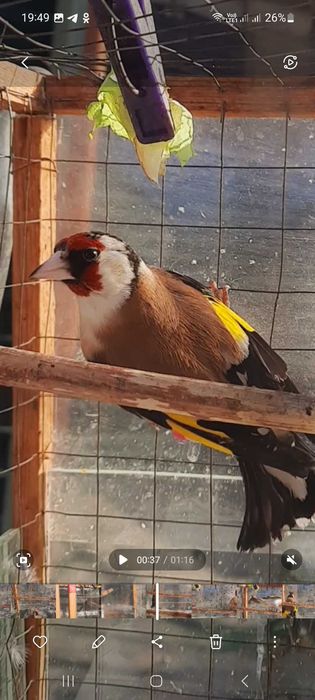 Продам птицу щегла .