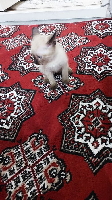 Продаётся Сиамская кошка девочка 2 месяца.
