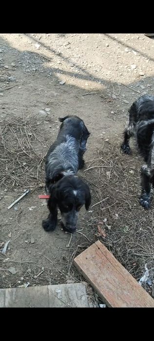 Щенки русский спаниель