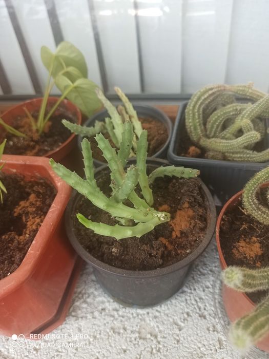 Цъфтящи сукуленти