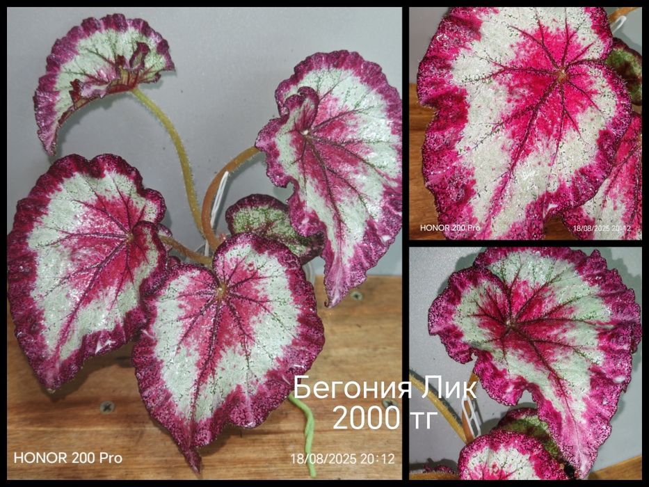 Комнатные цветы.