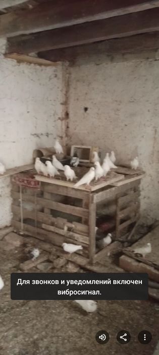 Молодой пискундар опытам бар
