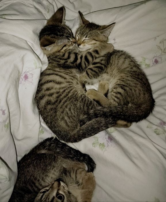 Отдам котят ,очень игривые !!!