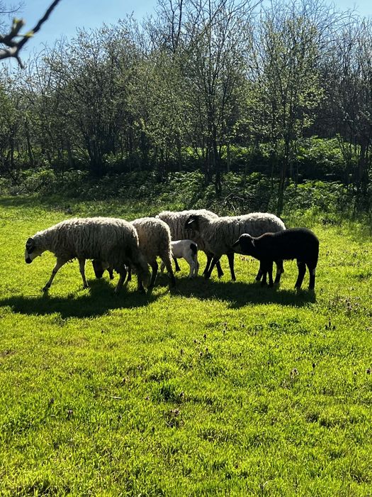 Свободни три овце и едно шиле и две агнета едната овца е бременна намират се област ямбол тел 0976932984