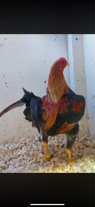 Vand oua combatant englez pitic stil vechi