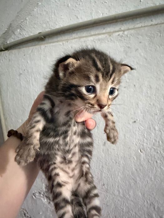 Отдам котят в добрые руки