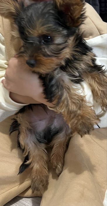 Mascul  yorkshire terrier toy