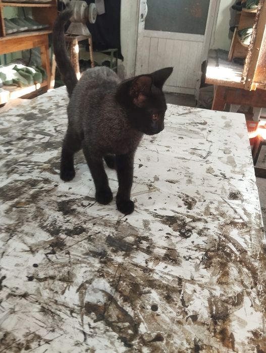 Mushuk sotiladi uy mushugi