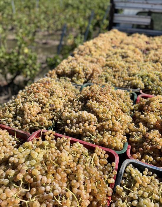 Struguri de vin producator