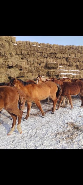 Жеребята ( жабагы)