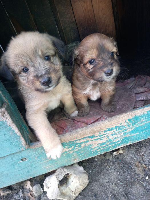 Отдам щенков в добрые руки,