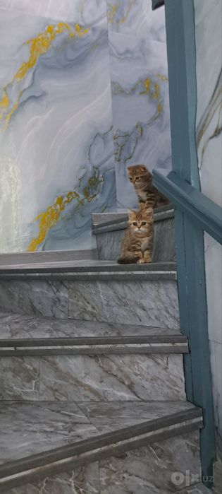 Продаётся котята