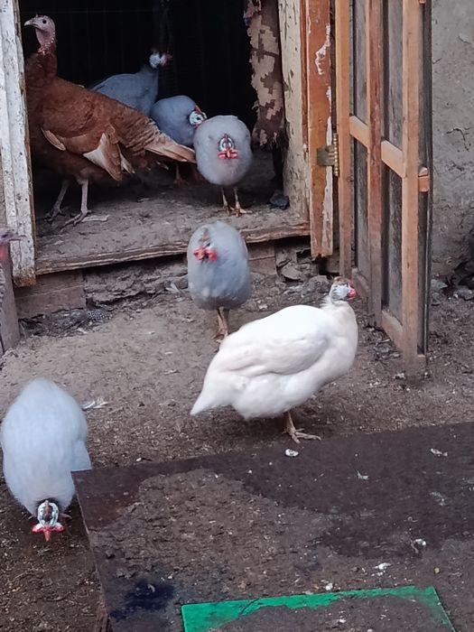 Oua bibilica pt incubat