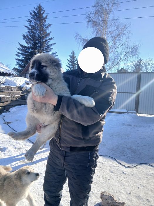 Продам Собак алабаи