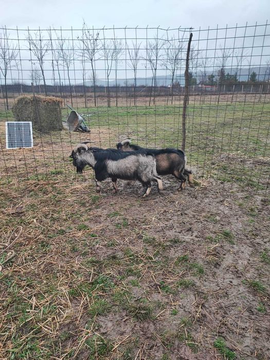 Tap pitic de vanzare