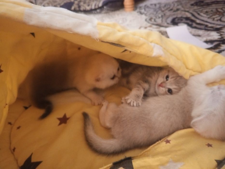 Шотландские котята