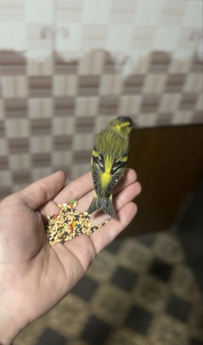 Chijik sotiladi yuvosh qush sayroqa kirgan zapisi bor tg dan yosela