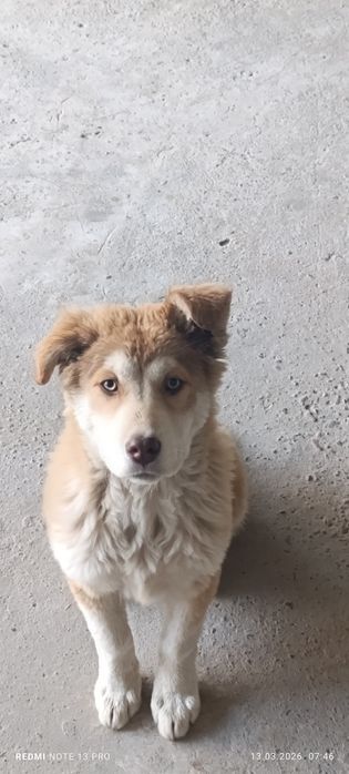 Отдам бесплатно щенка в хорошие и заботливые руки